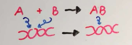 <p>combines/ysnthesizes molecules through condensation reactions</p>
