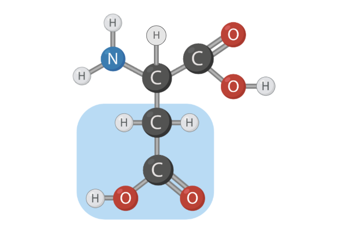 <p><span>True or False? The R group of this amino acid can form hydrogen bonds.</span></p>