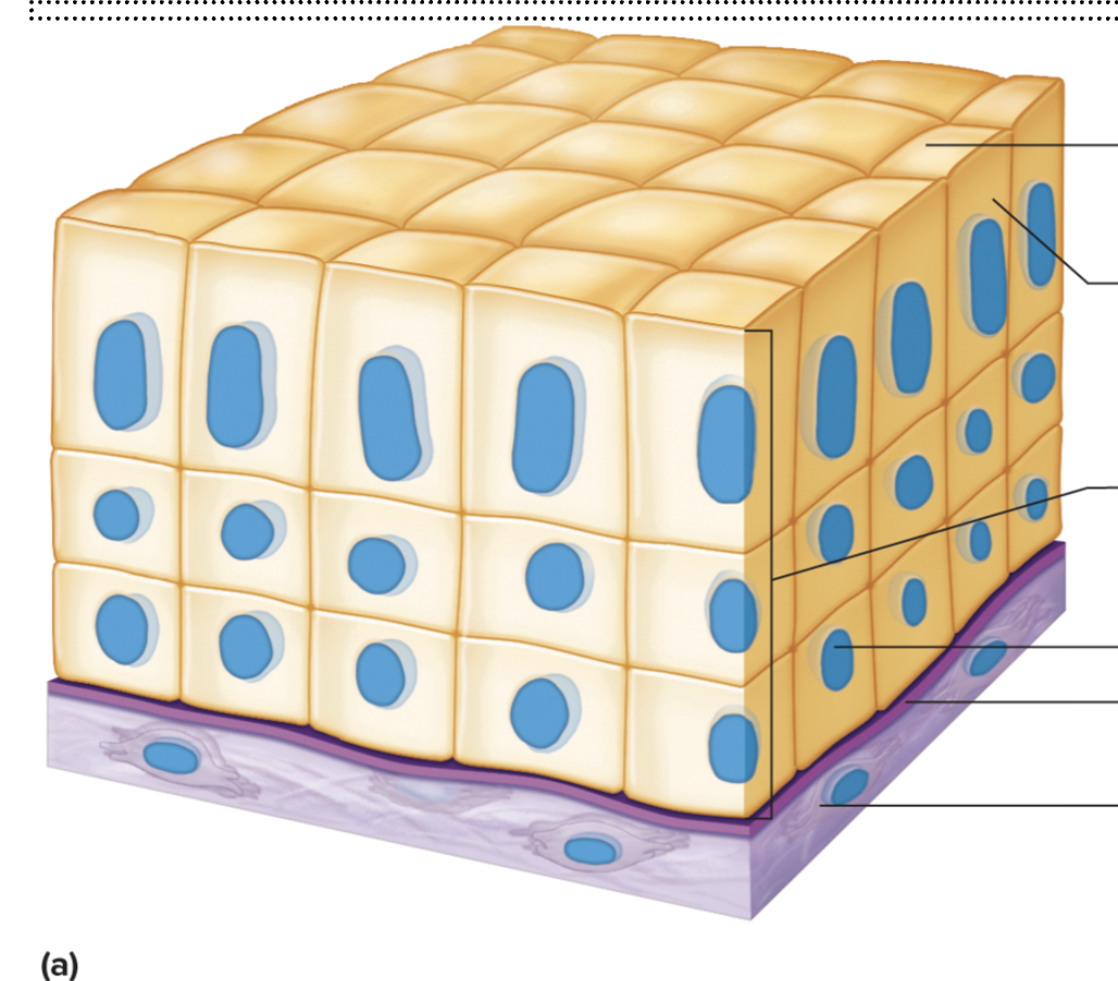 <p>Function: Protection and secretion</p><p>Location: Part of the male urethra and linings of larger ducts of excretory glands.</p>