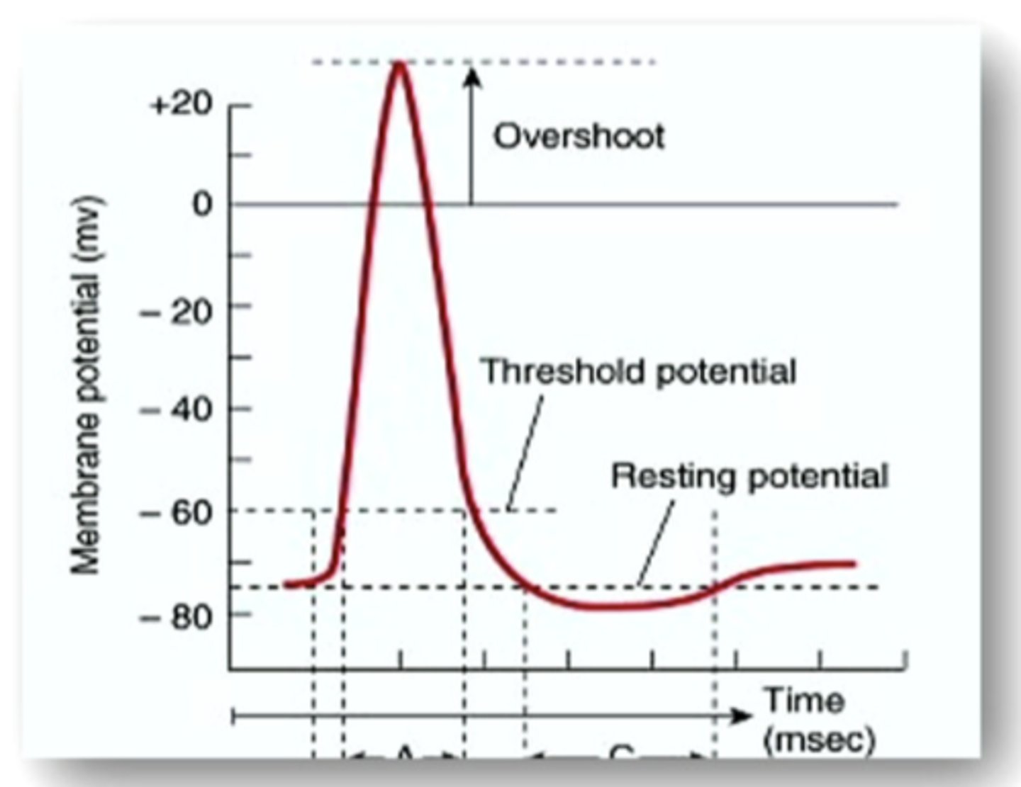 <p>the electrical charge of a neuron when it is not active</p>