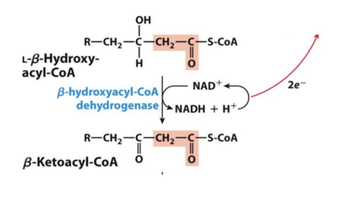 <p>• Catalyzed by b-hydroxyacyl-CoA dehydrogenase</p><p>• The enzyme uses NAD+ cofactor as the hydride acceptor.</p><p>• Analogous to malate dehydrogenase reaction in the citric acid cycle</p>