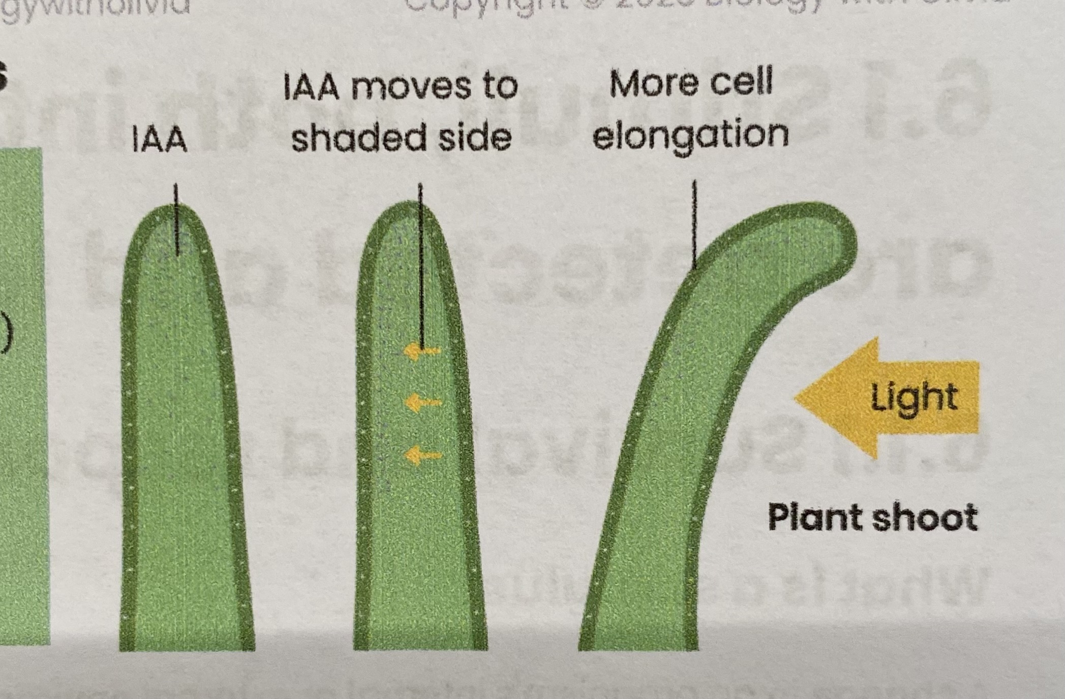 <ol><li><p>Cells in <strong>tip</strong> of shoot/ root produce IAA</p></li><li><p>IAA <strong>diffuses</strong> down shoot/ root (evenly initially)</p></li><li><p>IAA moves to <strong>shaded side</strong> of shoot/ root (so conc increases)</p></li><li><p>In <strong>shoots</strong> this <strong>stimulates cell elongation</strong> <u>whereas</u> in <strong>roots</strong> this <strong>inhibits cell elongation</strong></p></li><li><p>so<strong> shoots</strong> bend <strong>towards light</strong> <u>whereas</u> <strong>roots </strong>bend <strong>away from light</strong></p></li></ol><p></p>