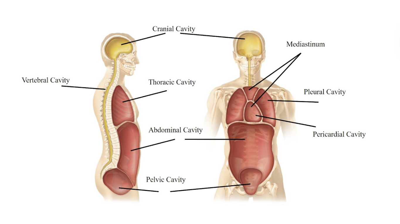 <p>The spaces around your lungs, one for each lung. </p>
