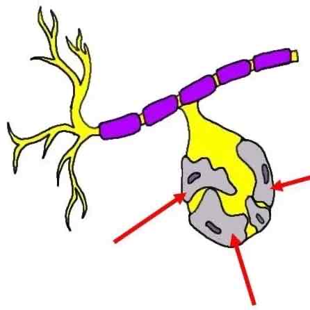 <p>Satellite cells</p>