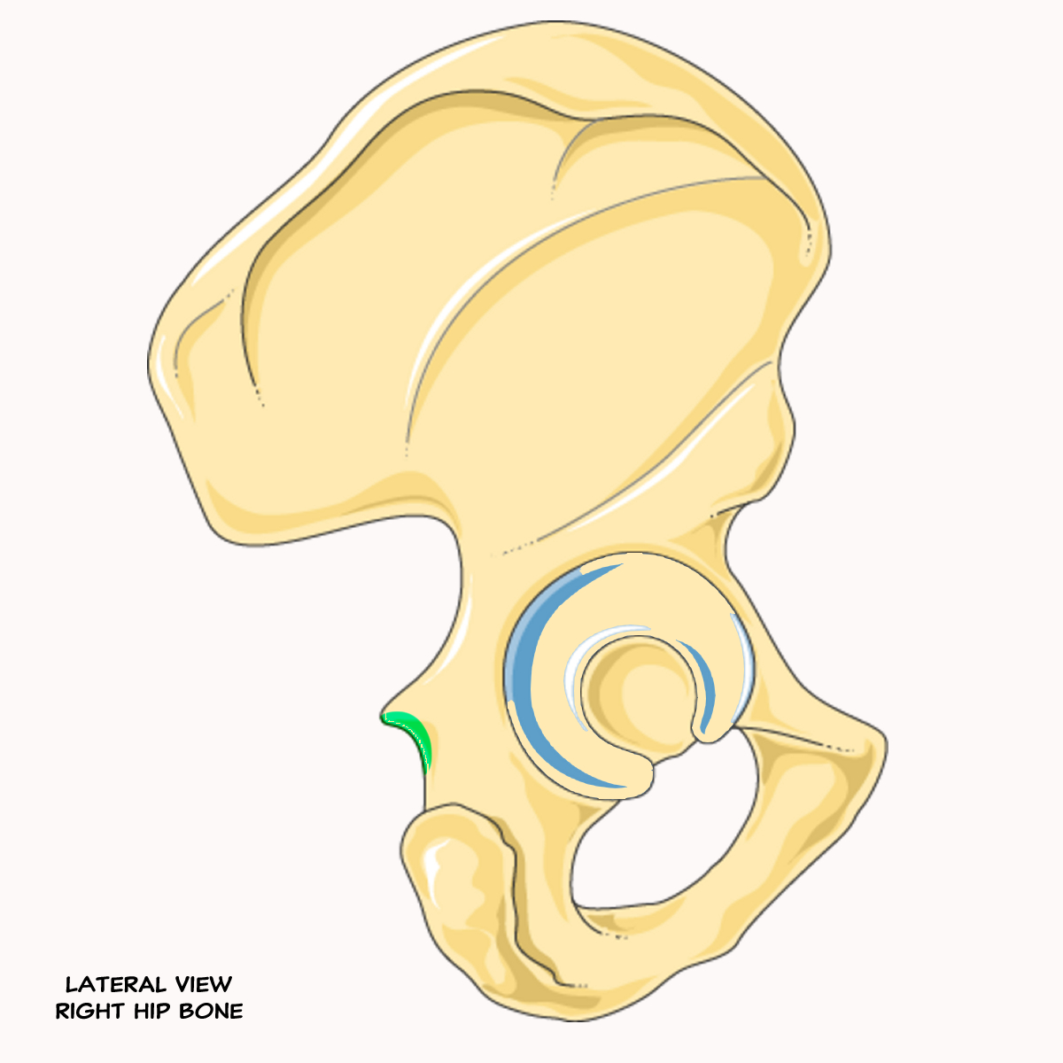 <p>Name the highlighted feature of the pelvis</p>