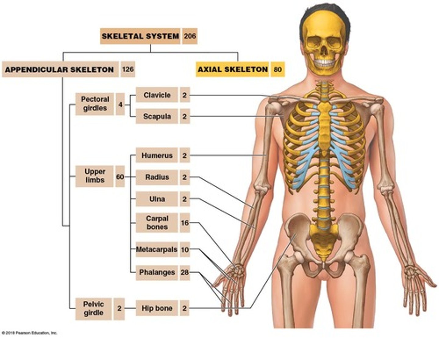 <p>Includes 60% of body bones, enables movement.</p>