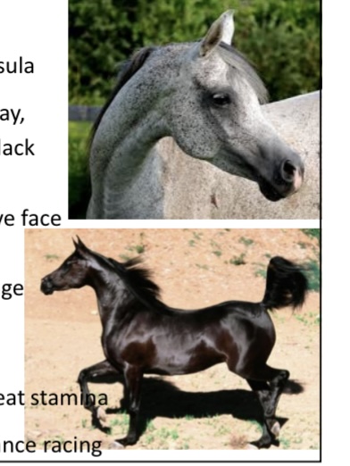 <p>HORSES: what is the breed. origin, color, body, traits, purpose?</p>