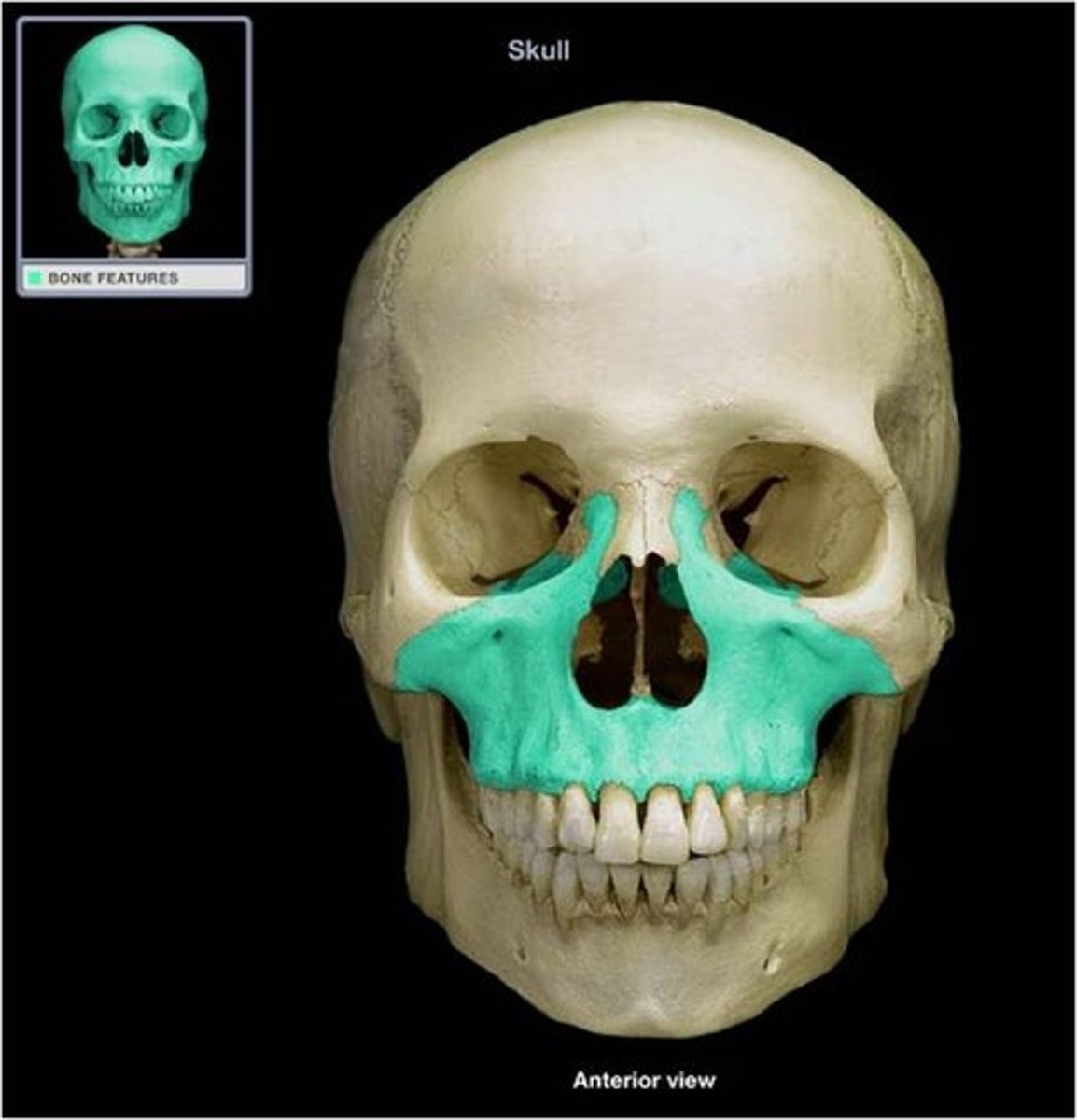 <p>upper jaw</p>
