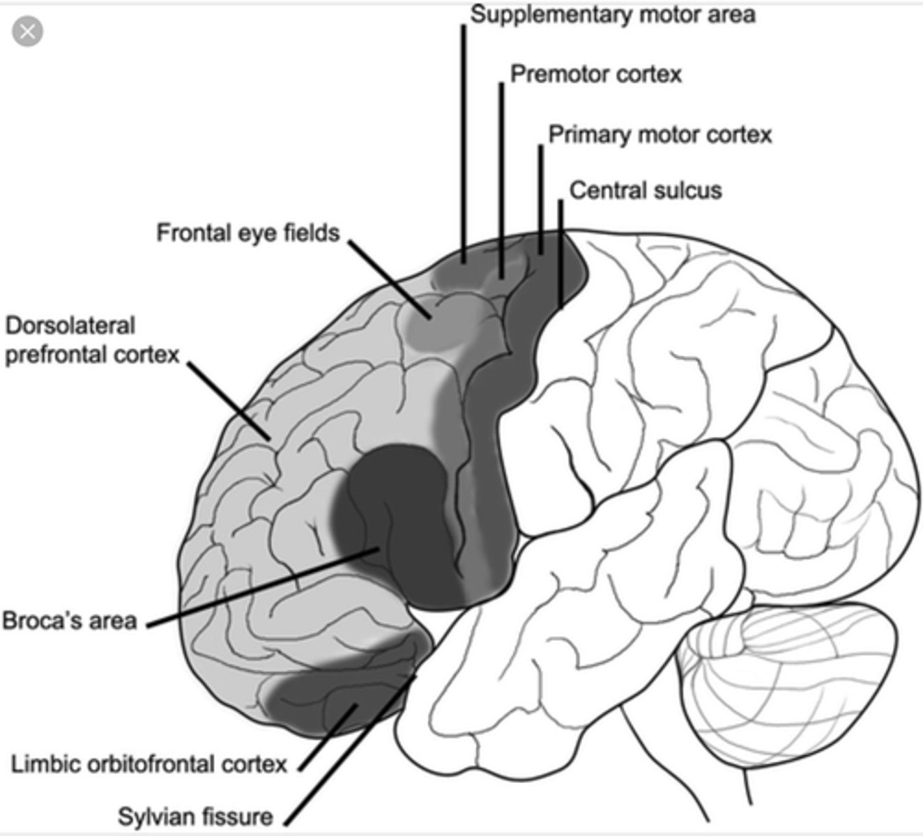 <p>frontal eye fields (anterior cortex of the frontal lobes)</p><p>why? -- control eye movements</p>