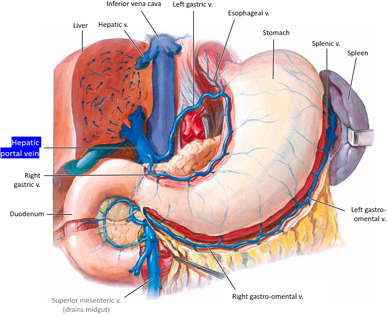 <p>It enters the <strong>systemic circulation</strong> via the <strong>hepatic veins</strong>, which drain into the <strong>inferior vena cava</strong>.</p>