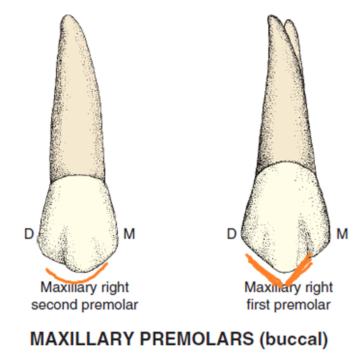 <p>2nd premolar</p><p>Note: mandibular premolars follow this same pattern</p>