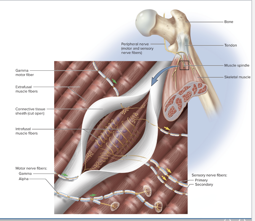 <ul><li><p>modified muscle fibers with the primary function of detecting and signaling muscle length (body movement)</p></li><li><p>Typically found near the musculotendinous junction</p></li><li><p>Proprioceptors</p></li></ul><p></p>
