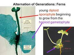 Gametophyte \= haploid; sporophyte \= diploid

