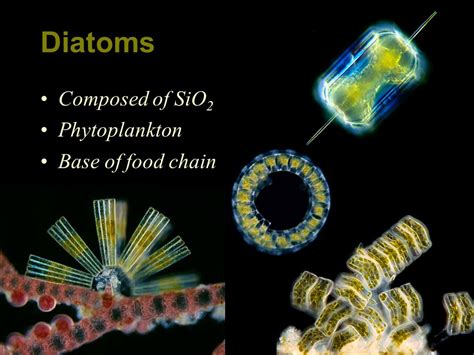 <p>What are Diatoms</p>