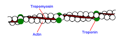 <p>Thin Filament (Actin)</p>