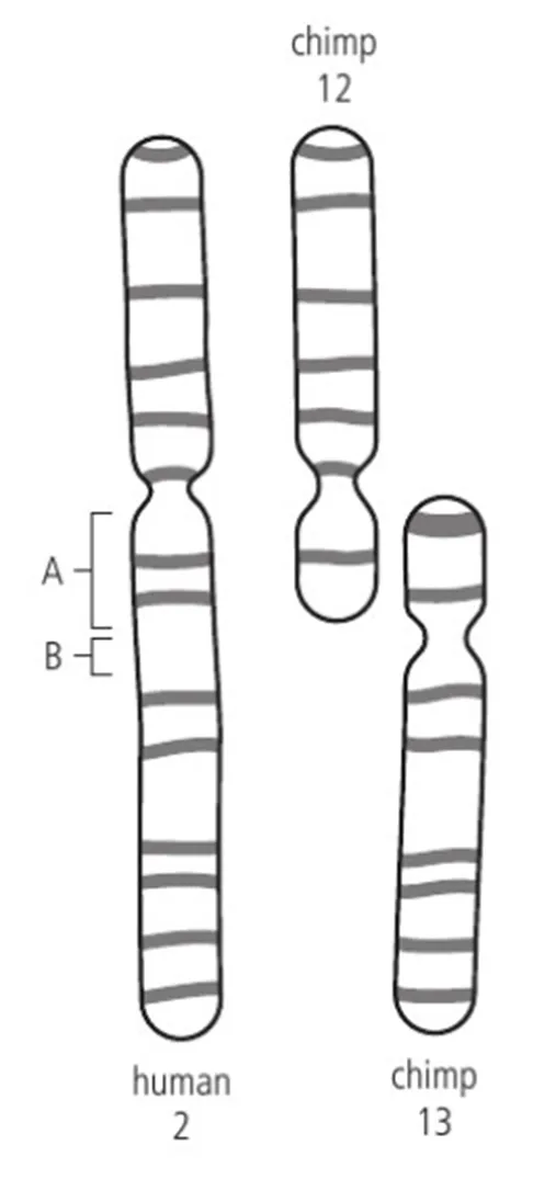 <p>Modern humans have 46 chromosomes.</p><p>Gorillas and chimpanzees are the species most closely related to humans.</p><p>However, when we prepare a karyogram of the contents of their nuclei, both gorillas and chimpanzees have 48 chromosomes instead of 46.</p><p>Two possible hypotheses can be formulated:</p><ul><li><p>1.a complete chromosome disappeared</p></li><li><p>2.two chromosomes from an earlier common ancestor fused to become a single chromosome.</p></li></ul><p>It is unlikely that an entire chromosome was deleted and disappeared, because removing hundreds of genes in that way would cause a major threat to the viability of the species.</p><p>To test the second hypothesis, we can look for evidence, and can start by examining the two characteristics that help identify a chromosome: its shape (position of the centromere) and its banding patterns.</p><p><u>Shape of chromosome</u></p><p>One shape a chromosome can have is the <strong>metacentric</strong> shape, with the centromere close to the centre.</p><p>Chromosomes can also have an <strong>acrocentric</strong> shape, meaning the centromere is at one end, making one arm of the chromosome much shorter and the other much longer.</p><p>All primates have both types.</p><p>One hypothesis is that chromosome 2 in humans arose from the fusion of chromosomes 12 and 13 in a shared ancestor.</p><p>In terms of shape, these two acrocentric non-human chromosomes, when placed end to end, have a similar length to the human chromosome, although some parts overlap.</p><p>The position of the centromere in human chromosome 2 lines up with the chimpanzee chromosome 12 but not with chromosome 13.</p><p>However, in the zone marked B on the human chromosome, there is satellite DNA (which consists of short repeating sequences of DNA).</p><p>This zone corresponds to the position of the centromere in non-human chromosome 13, given creditability to the hypothesis.</p><p><u>Banding of chromosome</u></p><p>In terms of banding patterns, the long arm of chimpanzee chromosome 12 matches that of the short arm of human chromosome 2, and the long arm of chimpanzee chromosome 13 matches the banding patterns of the long arm of human chromosome 2.</p><p><u>Presence of telomeric DNA</u></p><p>Besides shape and banding patterns, other evidence to support the idea of fusion is the presence of telomeric DNA in the centre of human chromosome 2.</p><p>The <strong>telomeres</strong> are caps at the tips of chromosomes that contain repeating sequences of DNA and provide protection, the same way that bumpers protect cars and aglets protect the ends of shoelaces.</p><p>Such repeating telomeric DNA is not supposed to be in the centre of chromosomes, only at the tips.</p><p>And yet, at position A in the human chromosome 2 shown in Figure 3, telomeric DNA is present at the position where the two chromosomes would have fused.</p><p>It is very important to understand that this evidence does not say we descended from chimpanzees.</p><p>The fusion of the chromosomes would have happened after the speciation split of a common ancestor that led to the evolution of chimpanzees on one branch of the tree of life and the evolution of humans on another branch.</p>