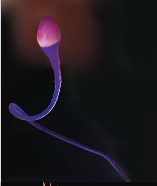 <p>Long extensions of the cell that produce whip-like motions. Gives the cell the ability to move.</p>