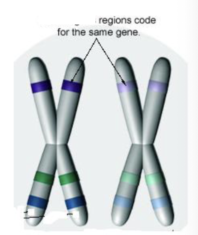 <ul><li><p>Definition: chromosomes that are evolutionarily and structurally the same (but not identical) </p><ul><li><p>evolutionarily derived from the same ancestral structure </p></li></ul></li><li><p>they code for the same genes but may have different alleles for that gene</p></li><li><p>humans have at least 22 pairs of these chromosomes </p><ul><li><p>you get 1 of each from your dad, and 1 of each from your mom</p></li><li><p>these 22 ______ chromosomes are referred to as autosomes bc they are not involved with sex determination </p></li></ul></li></ul><p></p>