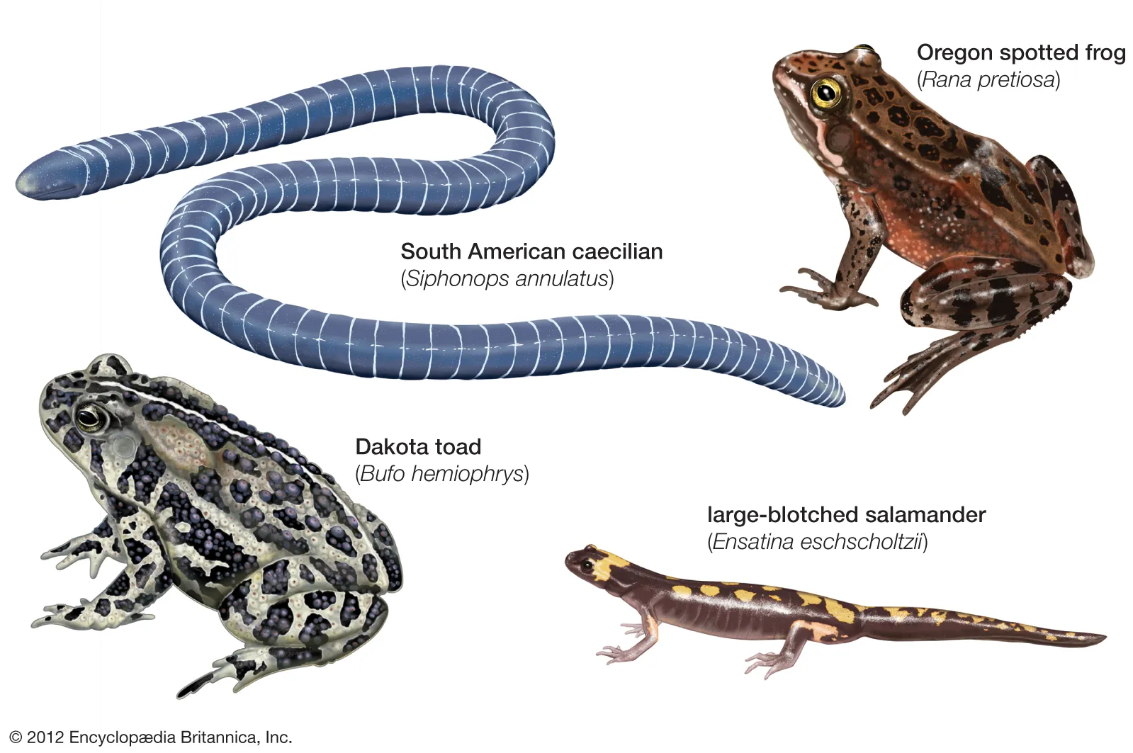 <p>Salamanders, Frogs, Caecilians</p>