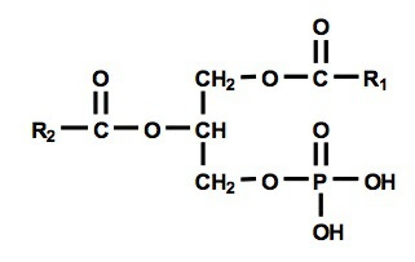 <p>2 fatty acid chains + phosphate, H</p>