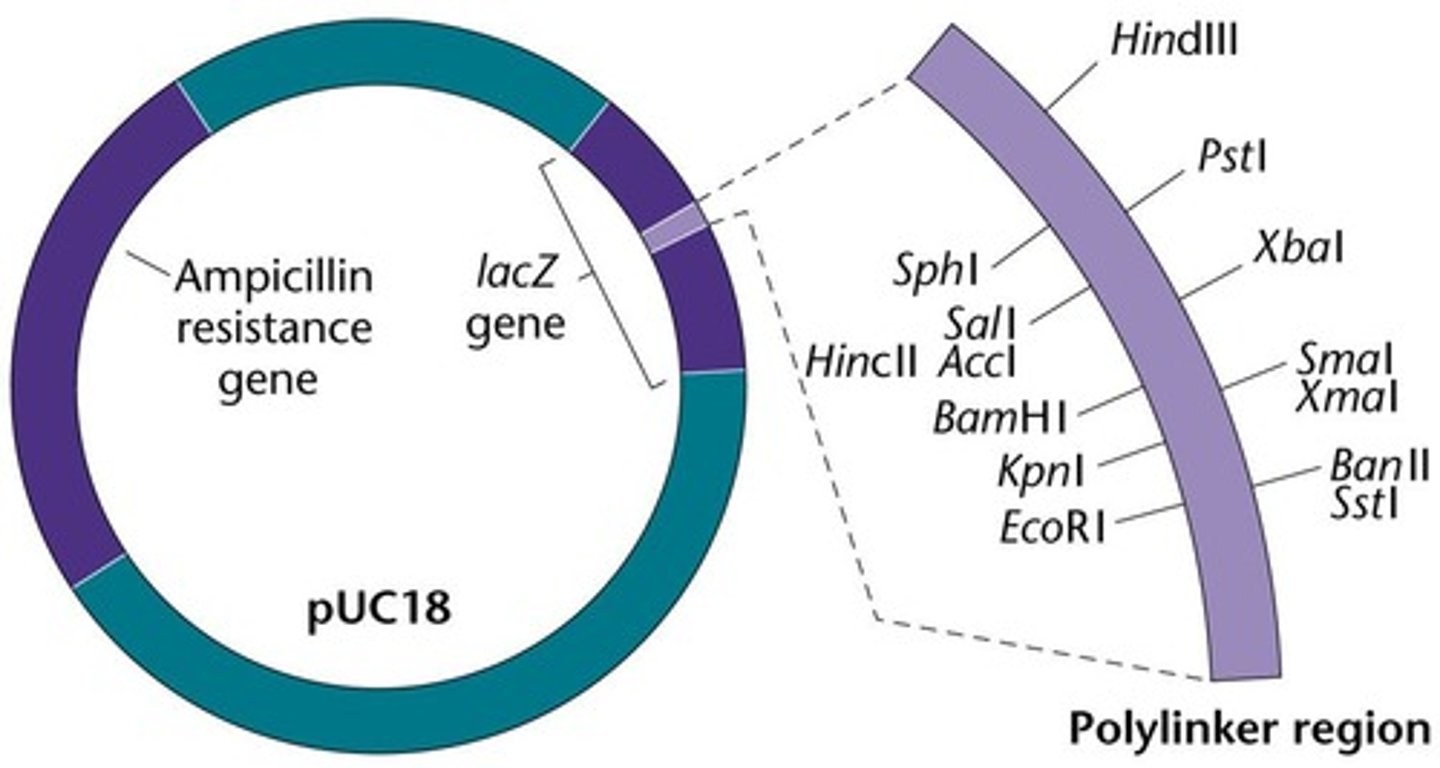 <p>The pUC18 cloning vector includes the ampR gene (ampicillin resistance), the lacZ+ gene (codes for b-galactosidase), and a polylinker region with restriction sites.</p>