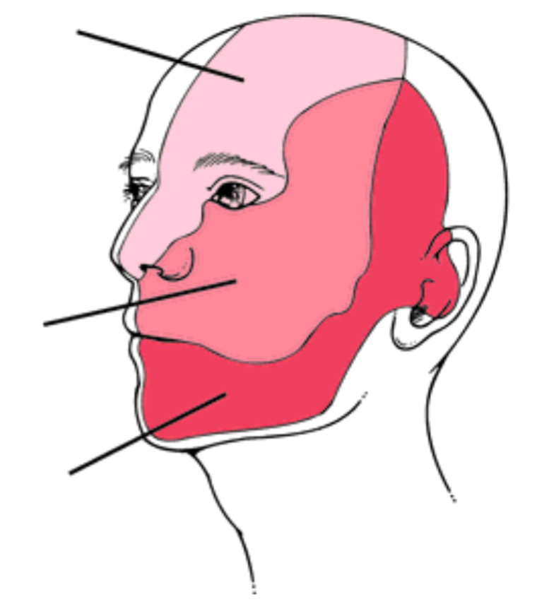 <p>What provides sensory innervation to the top part?</p>