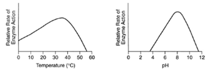 <p>-have optimums --&gt; high temps and extreme pH causes <b>denaturation/coagulation</b></p>