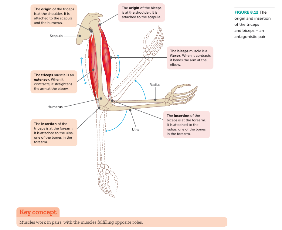 <p>. they produce movements that are opposite </p><p>. triceps straightens arm, biceps bends arm</p><p>EG: </p><p>Flexion</p><p>—&gt; the biceps (agonist) contracts to bend arm upwards </p><p>—&gt; the triceps (antagonist) relaxes so arm can bend</p><p>Extension</p><p>—&gt; triceps (agonist) contracts to straighten the arm</p><p>—&gt; biceps (antagonist) relaxes so arm can straighten</p>