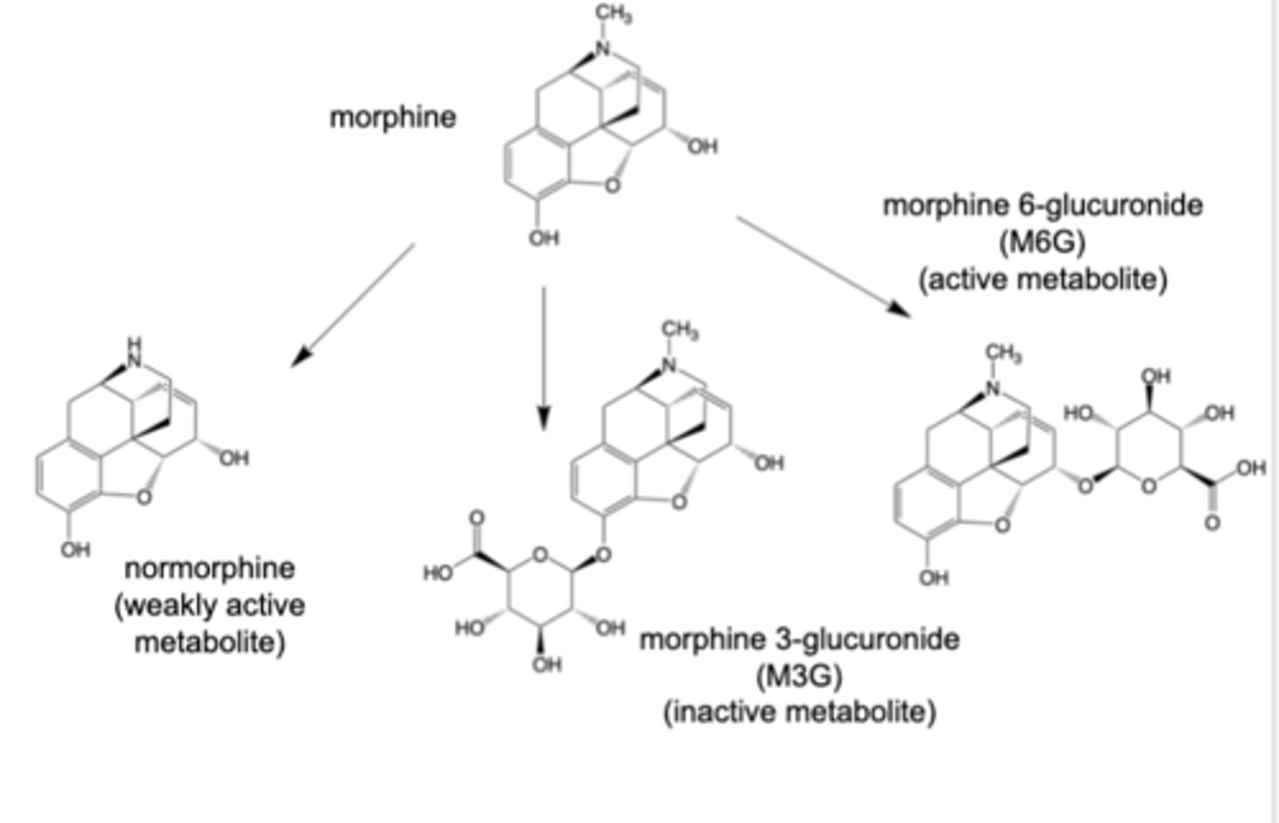 <p>Metabolism of morphine</p>