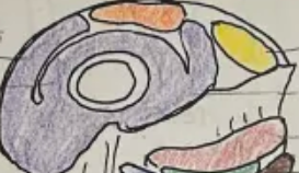<p>What is the orange muscle</p>