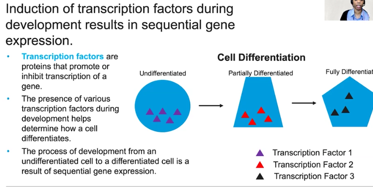 <p>Cell Differentiation </p>