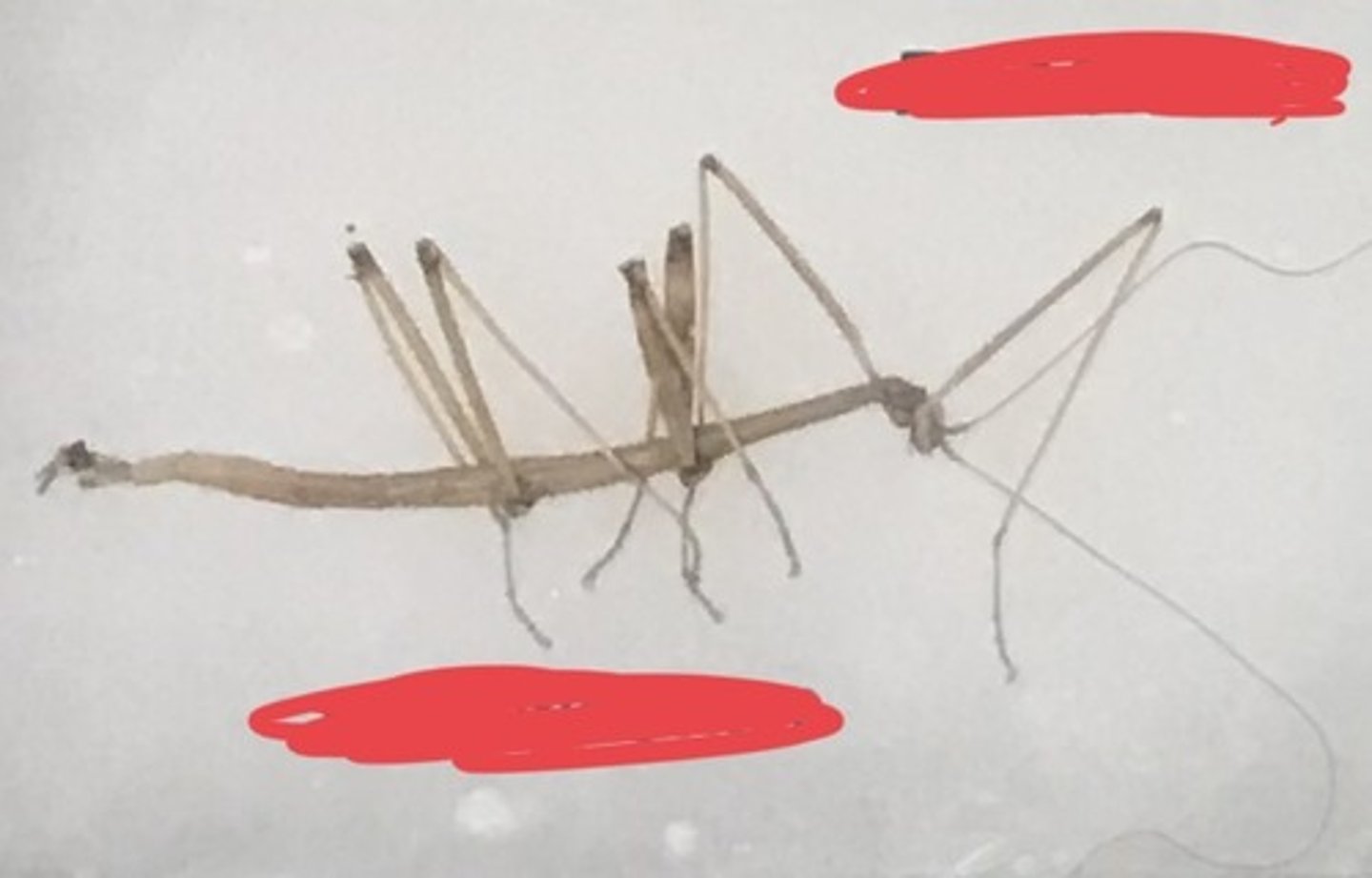 <p>For the following specimen(s), give the entire taxonomy and the name of the specimen(s)</p>