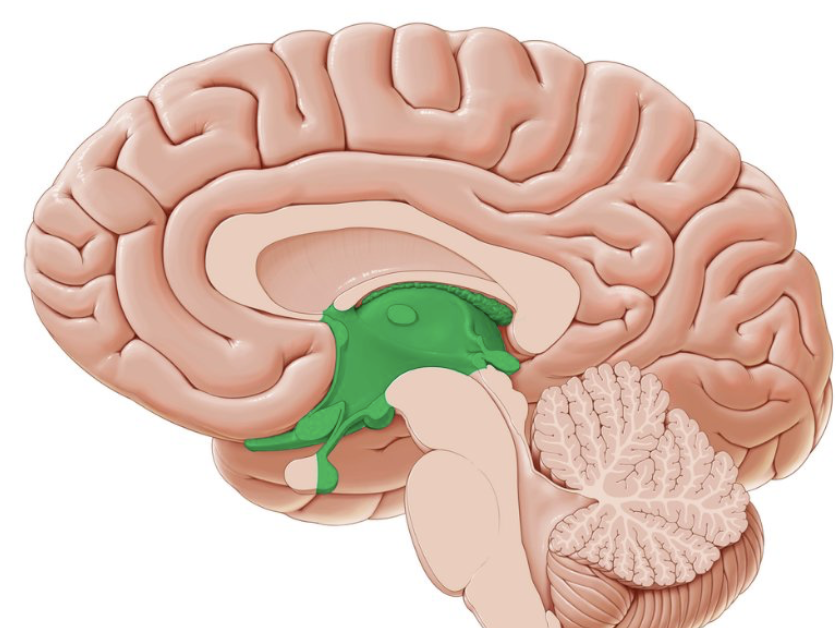 <p>different parts of the diencephalon and their functions?</p>