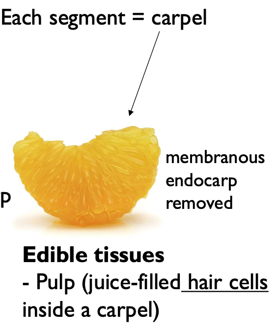 <p>a: pulp</p><p>b: hair</p>