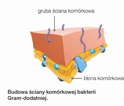 <p>Jest gruba&nbsp; (15-50nm), zbudowana z kilku warstw mureiny oraz<strong> kwasów tejchojowych</strong>&nbsp;- związków polimerowych, składających się z reszt glicerolu lub innego alkoholu, połączonych z grupami fosforanowymi (V).&nbsp;</p>
