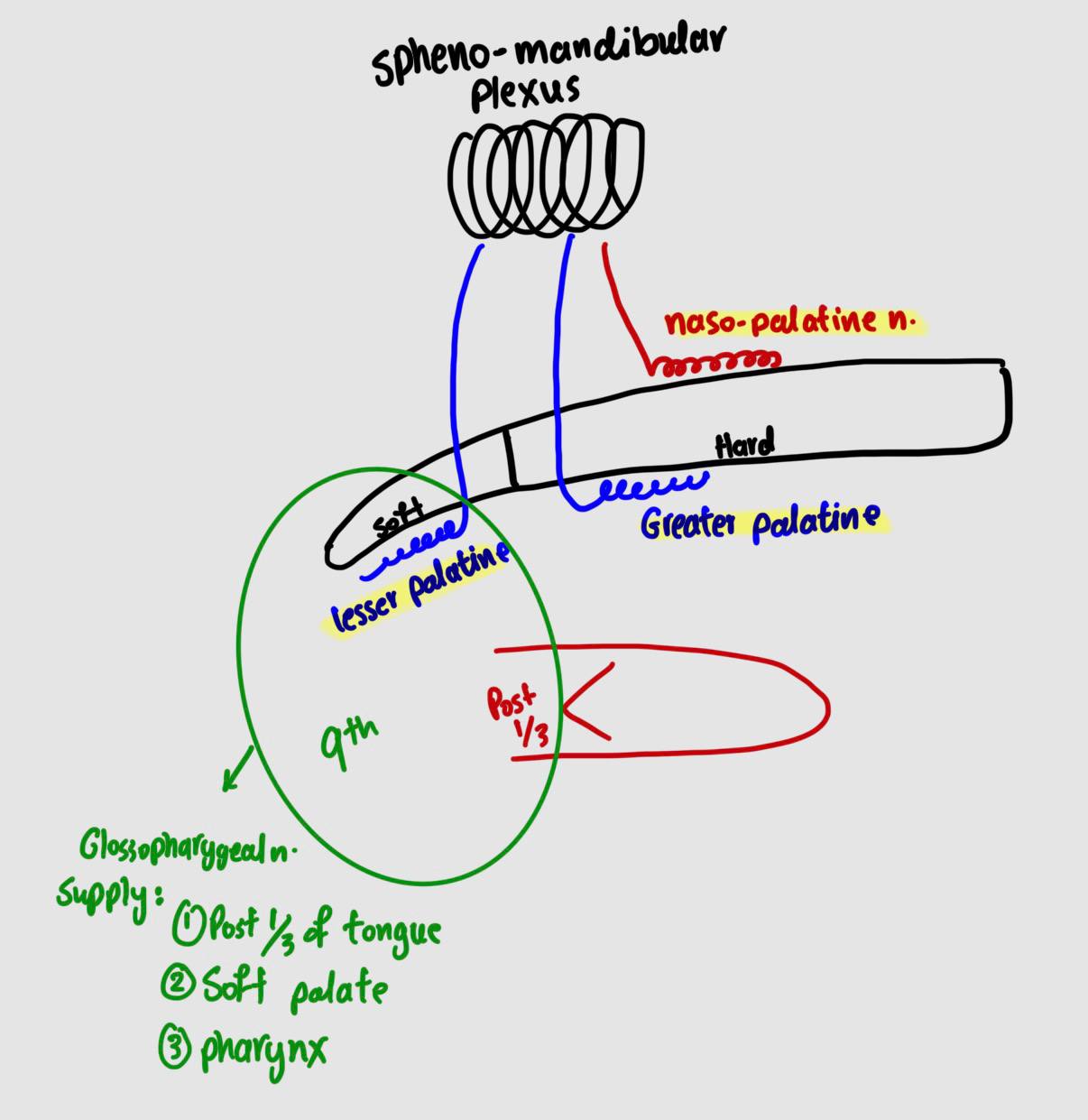 <p>Hard palate : </p><ul><li><p>greater palatine artery</p></li><li><p>naso palatine nerve</p></li></ul><p>Soft palate : </p><ul><li><p>lesser palatine nerve</p></li><li><p>glosso pharyngeal nerve</p></li></ul><p></p>