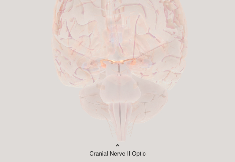 Gross NeuroAnatomy Flash Cards Flashcards Knowt