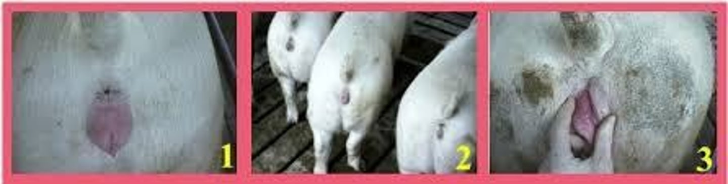 <p>Can occur 21-25 days after copulation if pigs do not appear to have returned to oestrus.</p>