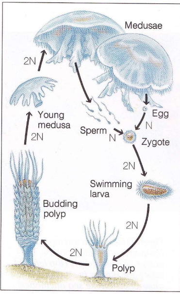 <ul><li><p>Asexual: Polyps make clones: budding</p></li><li><p>Sexual:</p><ul><li><p>Polyps become medusa by asexual budding</p></li><li><p>Medusa releases eggs &amp; sperm into water</p></li><li><p>Fertilization occurs, a zygote (2N) → larva → new polyp</p></li></ul></li></ul><p></p>