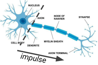 <p>How are neurons oriented?</p>