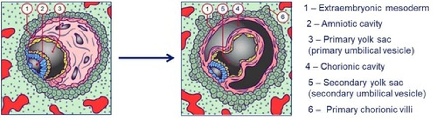 <p>Day 11-13 post-fertilisation</p><p>The hypoblast gives rise to extraembryonic mesoderm which splits to form the chorionic cavity.</p><p>Transformation of the primary yolk sac to the secondary yolk sac.</p><p>Beginning of utero-placental circulation occurs as the lacunae fill with maternal blood.</p>