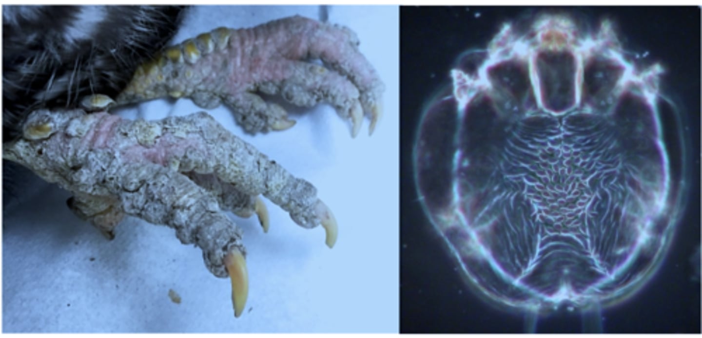 <p>Location: under the scales of the legs =&gt; Scaly leg mite.</p>