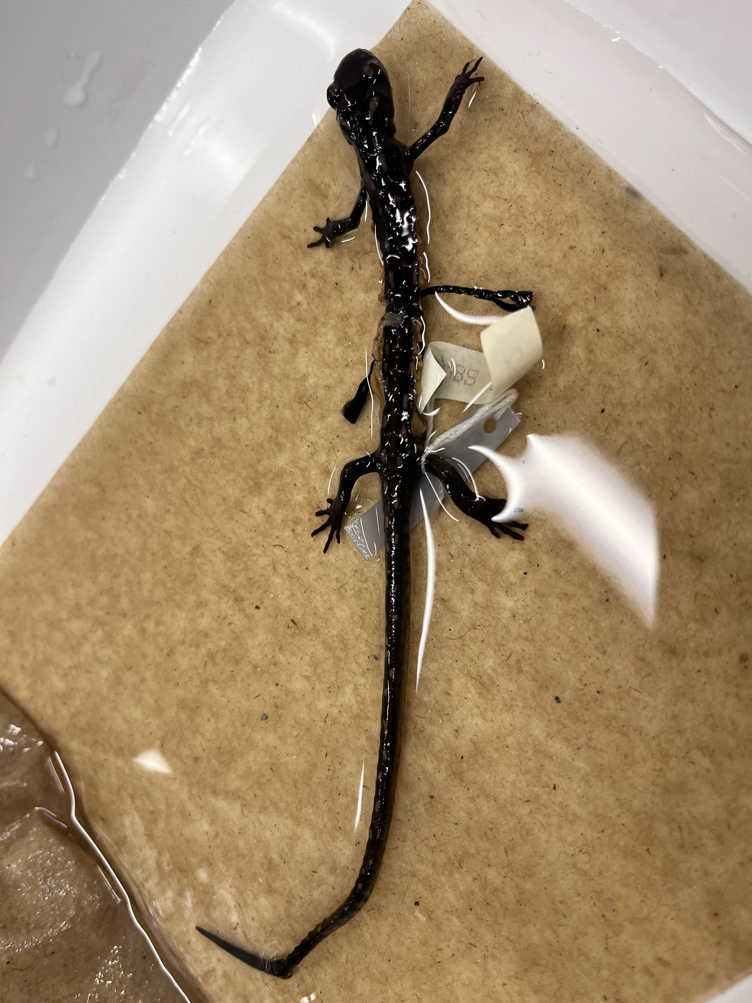 <p>Family?</p><ul><li><p>typical terrestrial body</p></li></ul><ul><li><p>~100 species</p></li><li><p>Asia</p></li></ul><p></p>