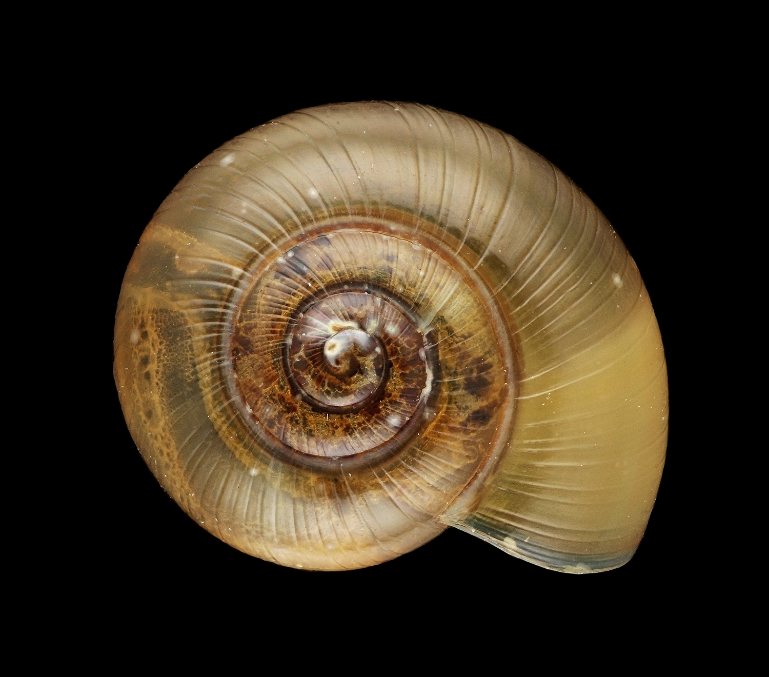 <p>Perpolita spp., kiiltokotilo</p>