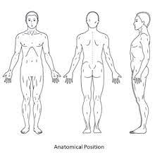 standing erect, face forward