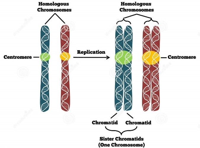<p><span>Identical copies of a chromosome that are joined together by a centromere and are formed during DNA replication</span></p>