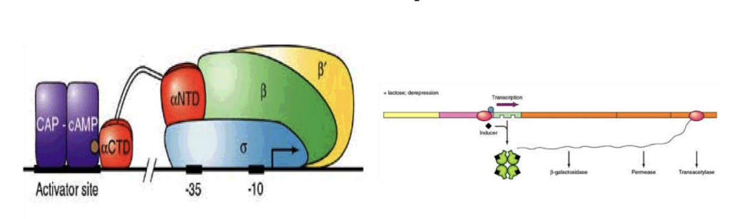 <p>The lac operon consists of LacI, <u>which is not a global regulator</u>, and CRP (CAP), <strong>which is a global regulator </strong>i.e. 176 operons activated and 16 operons repressed</p>