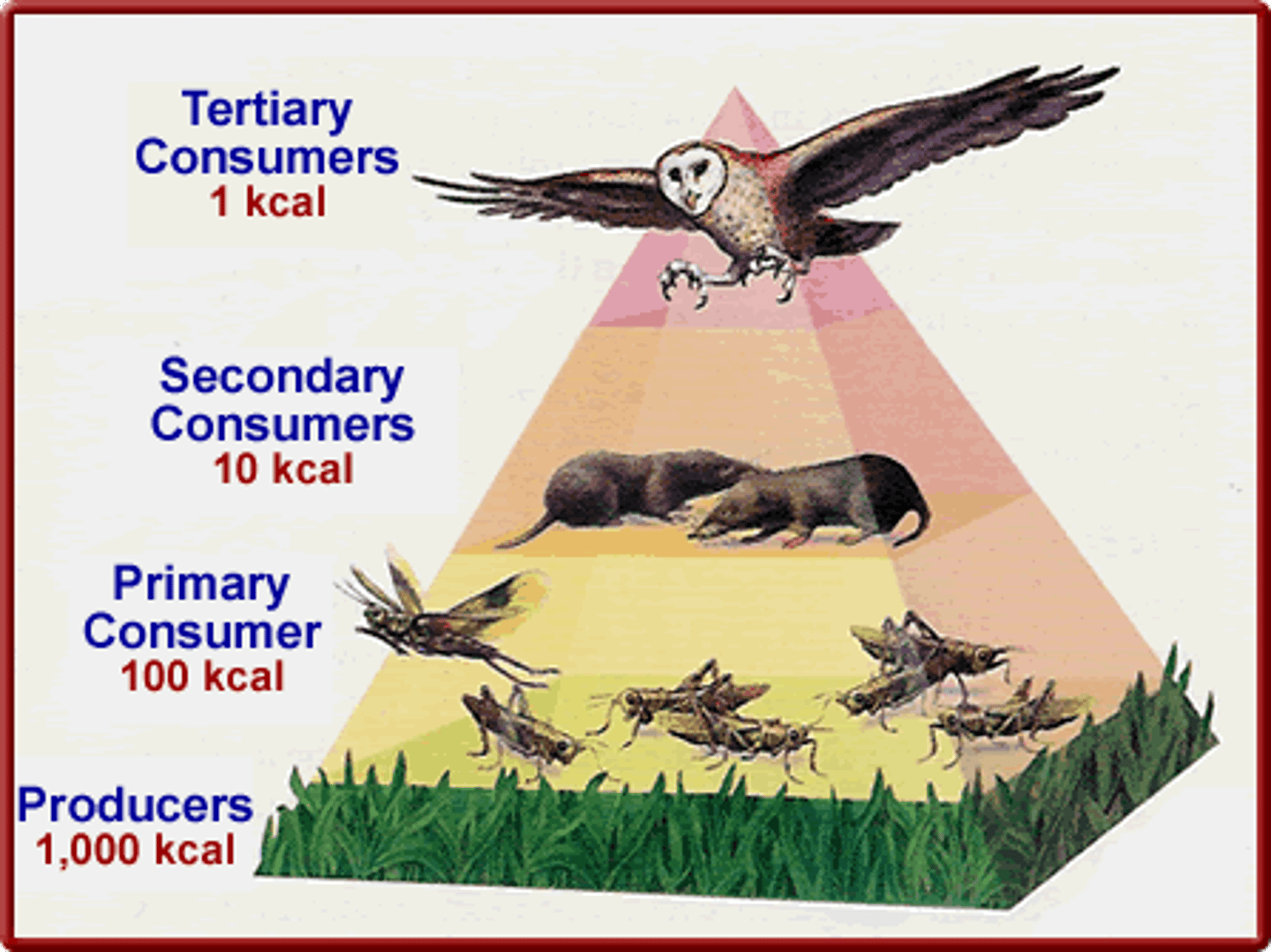 <p>90% of energy lost with each transfer<br>Less chemical energy for higher trophic levels</p>