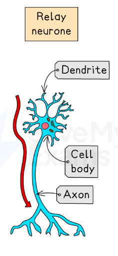 <ul><li><p><strong>Function:</strong> To connect different neurones, typically a <strong>sensory neurone</strong> to a <strong>motor neurone</strong>.</p></li><li><p><strong><span>Location:</span></strong><span> Found entirely within the </span><strong><span>CNS</span></strong><span> (brain or spinal cord).</span></p></li></ul><p></p>