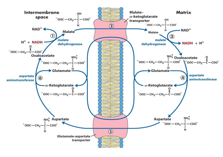 <p>Oxaloacetate converted to malate by malate dehydrogenase in the intermembrane space (NADH → NAD+) → malate transported into the matrix → malate to oxaloacetate by malate dehydrogenase (NAD+ → NADH) → oxaloacetate to aspartate (concurrently glutamate → alpha KG) both by aspartate aminotransferase → aspartate transported into the intermembrane space → converted to oxaloacetate by aspartate aminotransferase (coupled to conversion of alpha KG to glutamate)</p>